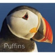 Puffins