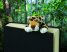 Плюшен разделител  – Жираф