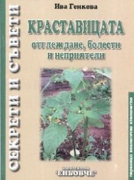 Краставицата: отглеждане, болести и неприятели