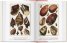 Cabinet of Natural Curiosities