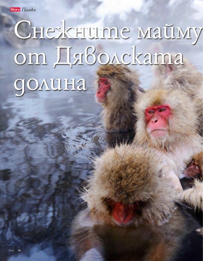 Story; Бр. 48/2014