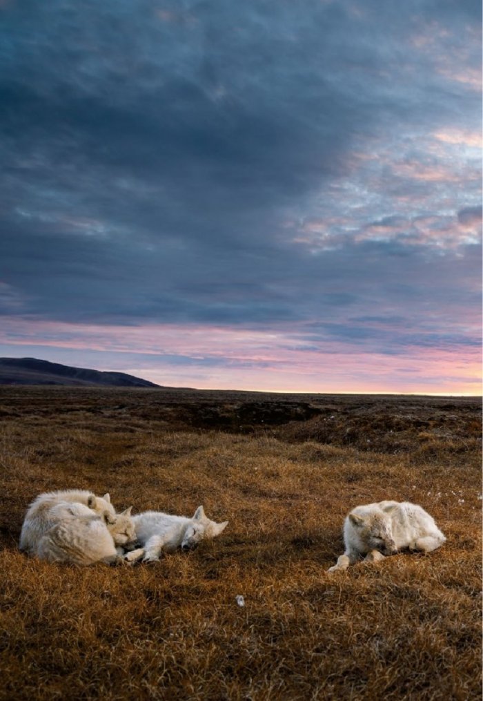 National Geographic България 12/2019