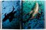 Michael Muller: Sharks, Face-to-Face with the Ocean's Endangered Predator