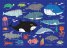 Мини пъзел - Морски обитатели - 50 части - CARTES D'ART