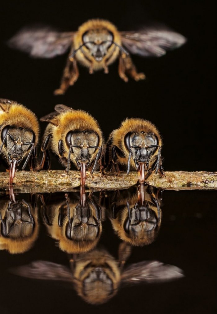 National Geographic България 9/2020