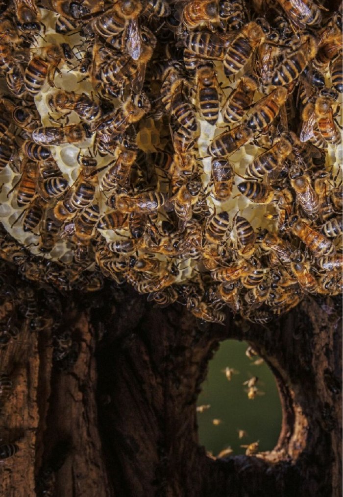 National Geographic България 9/2020