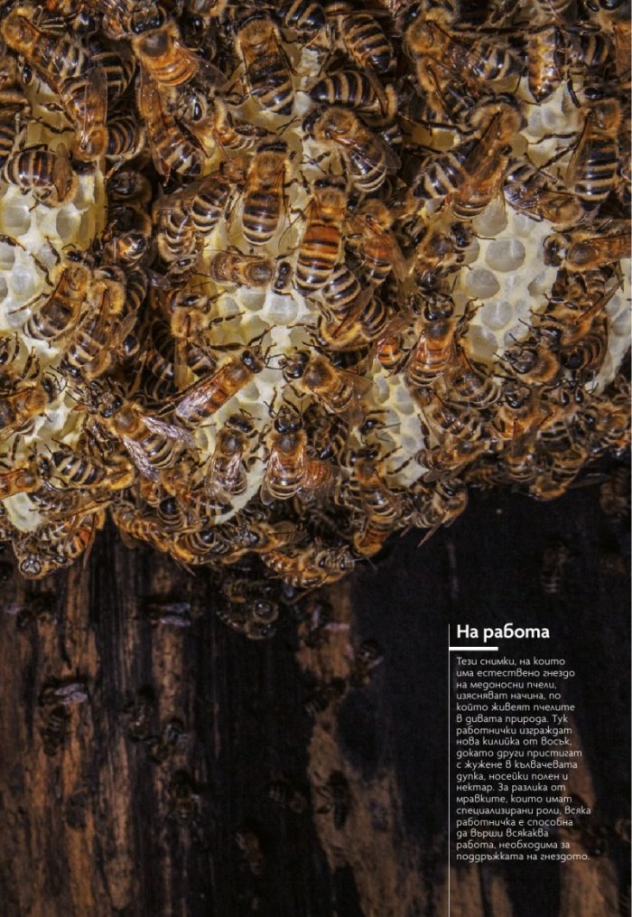 National Geographic България 9/2020