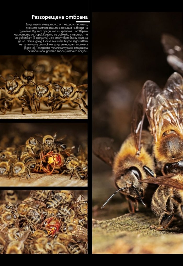 National Geographic България 9/2020