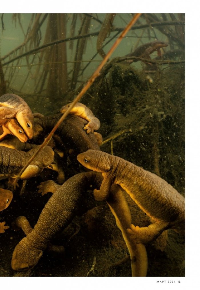 National Geographic България Март/2021