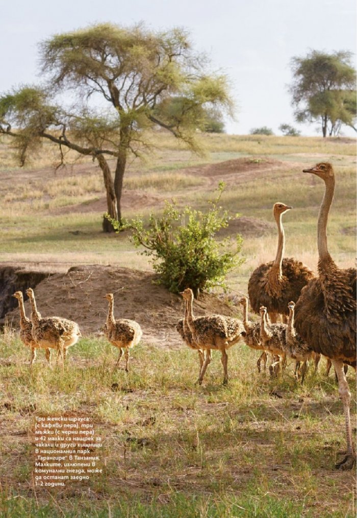 National Geographic България Март/2021