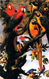 Perroquests et autres oiseaux / Snyders