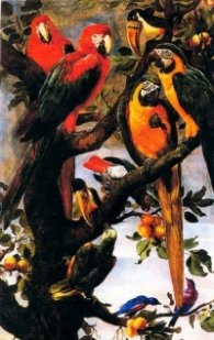 Perroquests et autres oiseaux / Snyders