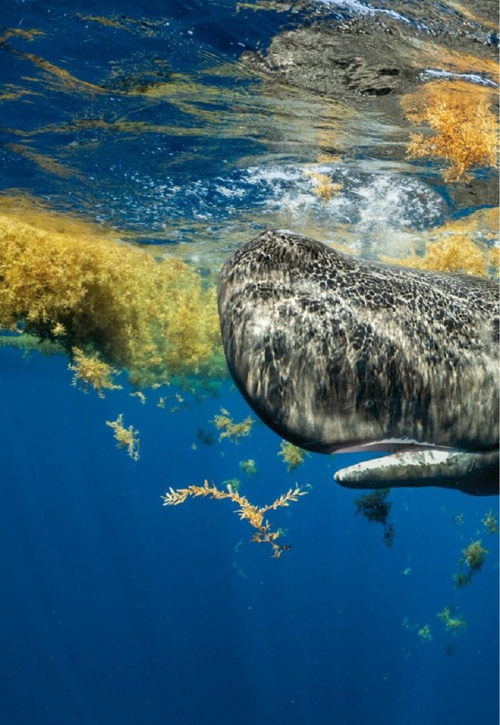 National Geographic България Май/2021