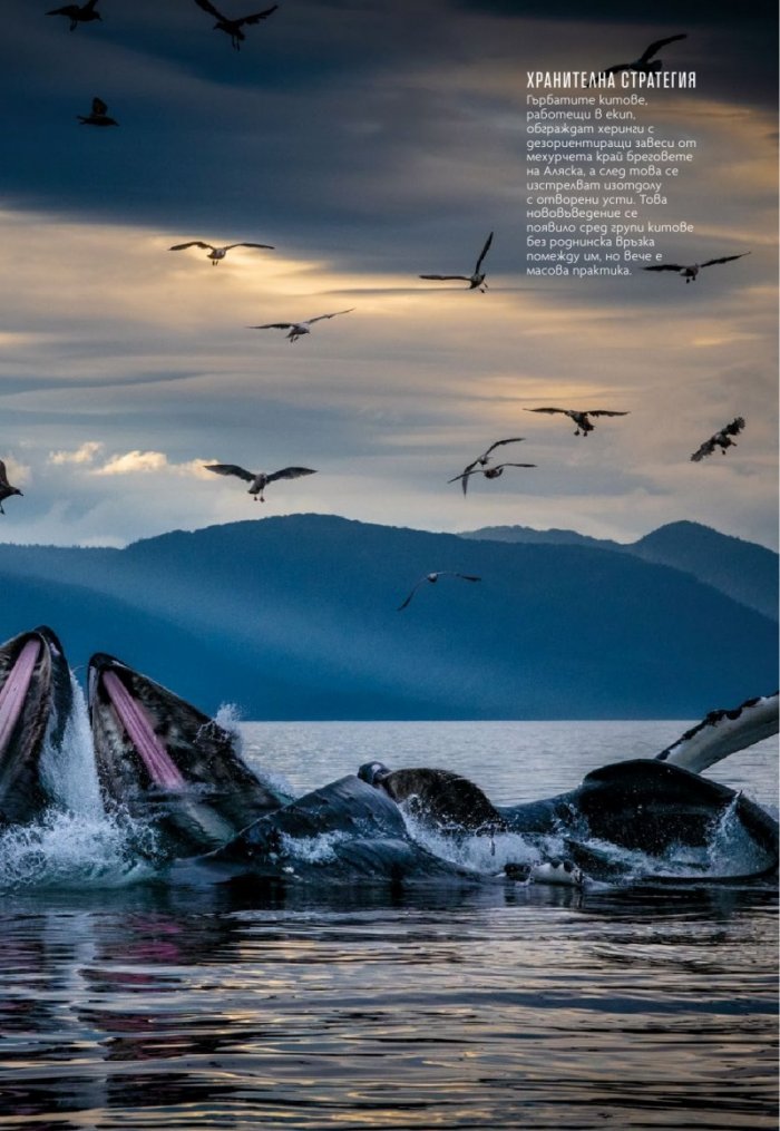 National Geographic България Май/2021