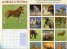 Calendar 2014: Horses & Ponies