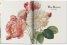 Redoutе. The Book of Flowers