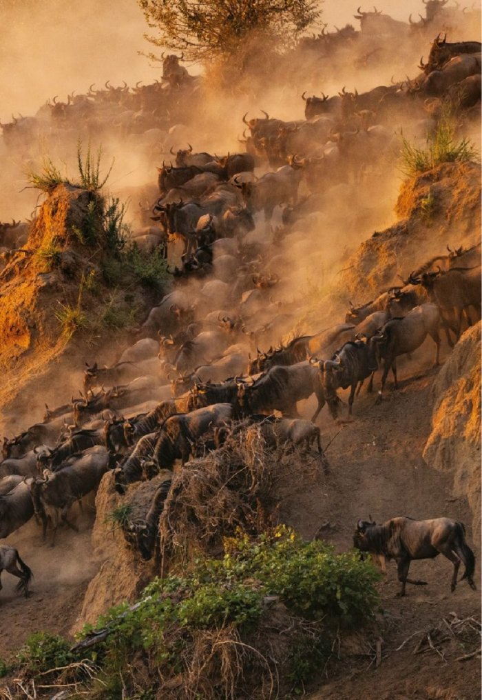 National Geographic България Декември/2021