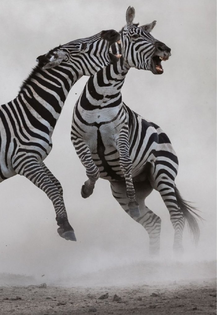 National Geographic България Декември/2021