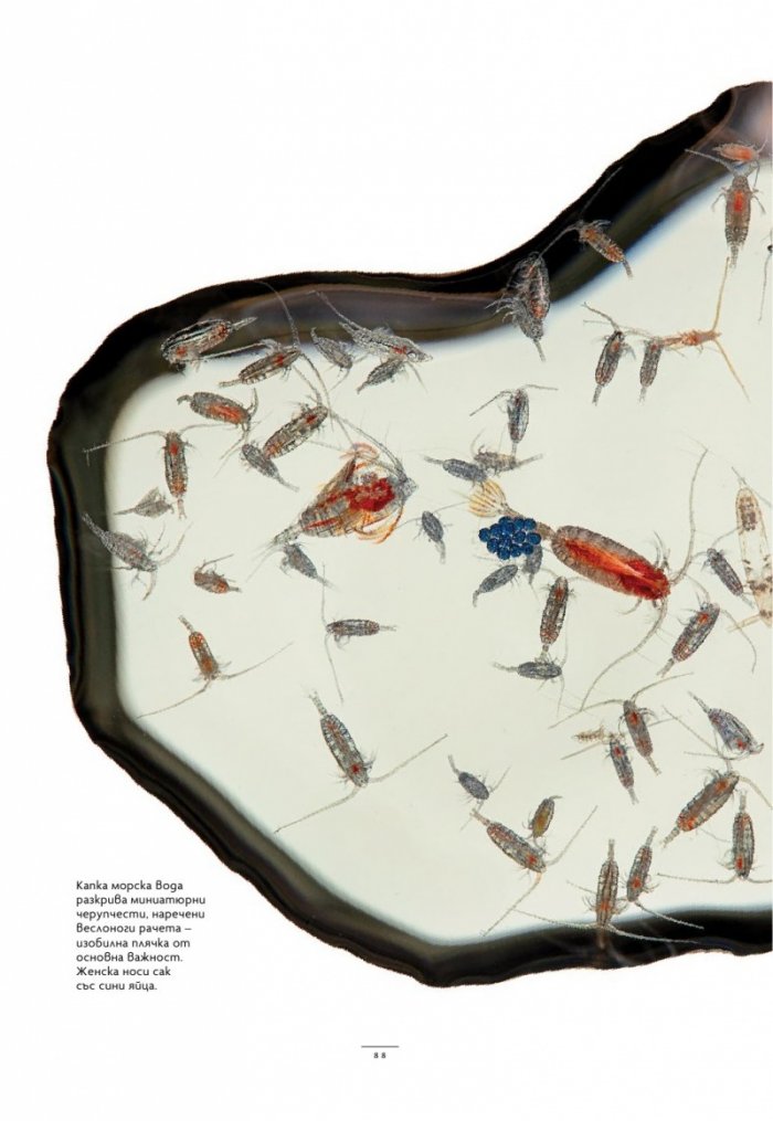 National Geographic България Декември/2024