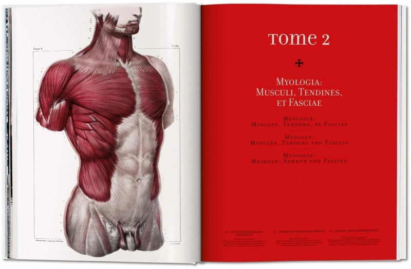 解剖学 Atlas of Human Anatomy and Surgery Atlas of Human Anatomy and Surgery : Collectif: Amazon.pl